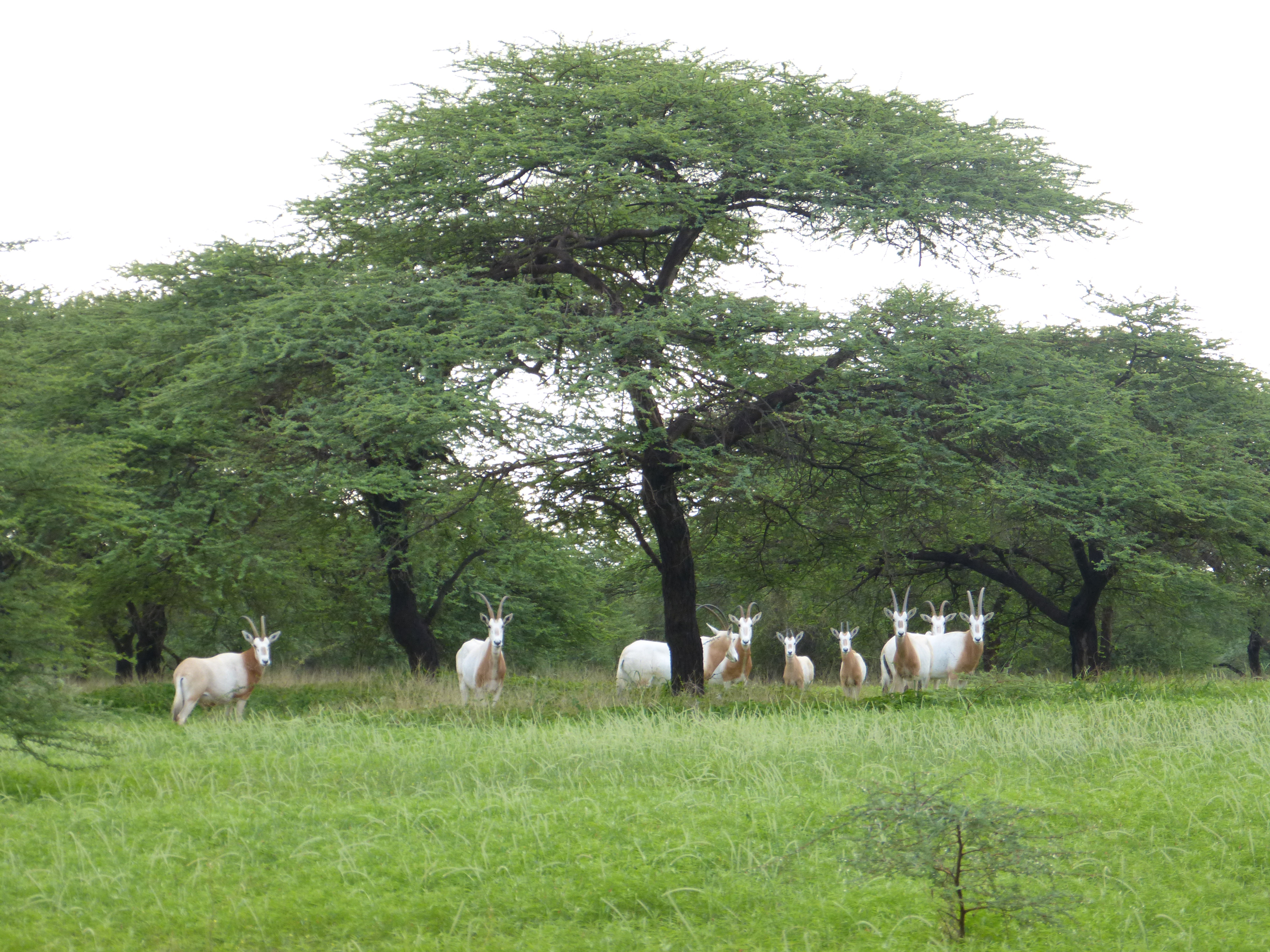 Le retour de l’oryx algazelle dans une réserve