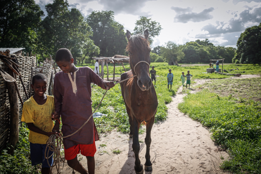 Adama Diamanka, a twelve-year-old returnee from the village of Sare Wali near Kolda walks his horse 