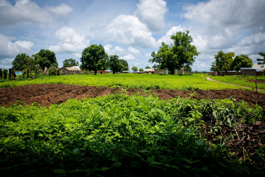 Fields in the village of Bloc Chantier near Sédhiou in the Casamance 