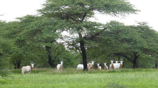 Le retour de l’oryx algazelle dans une réserve